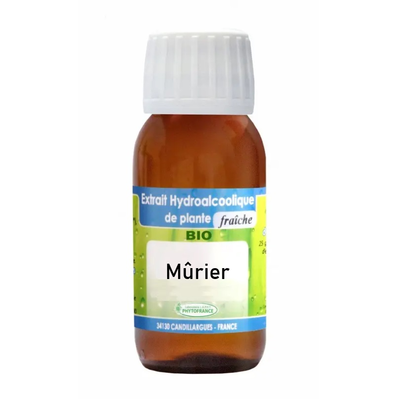 mûrier-teinture-mere-bio